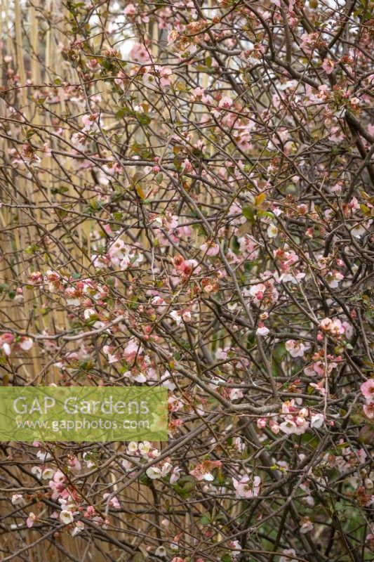 Chaenomeles speciosa 'Apple Blossom' AGM syn. Chaenomeles superba 'Moerloosii' - Japanese quince