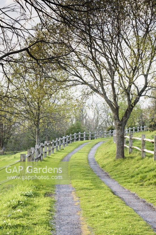 Driveway framed by cleft oak fencing leading into a Devon garden in April