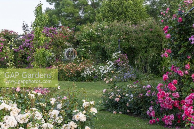 Climbing and rambling roses are trained up pergolas and obelisks, whilst shrub roses fill the borders in the gardens of Peter Beales Roses.