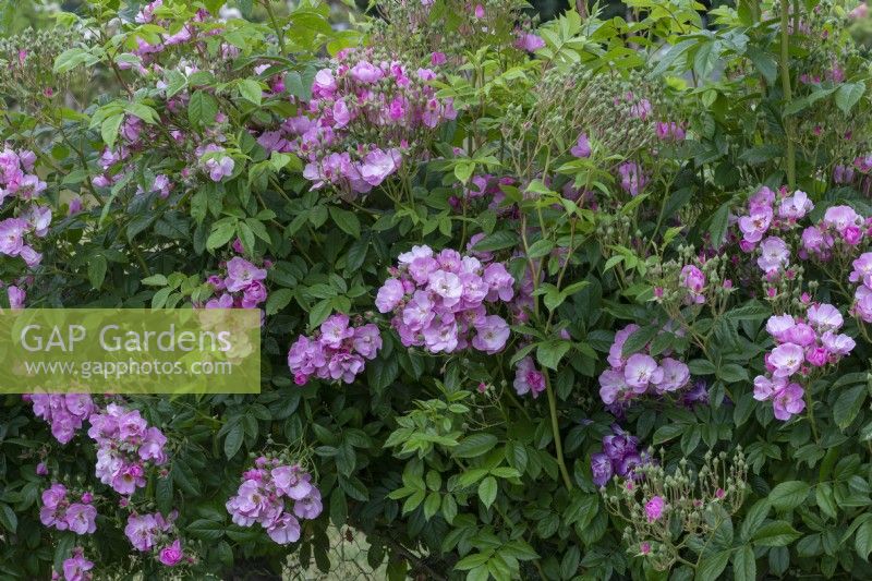 Rosa 'Apple Blossom' ('Noamel'), a rambling rose with huge trusses of pink flowers, trained along a rustic fence.