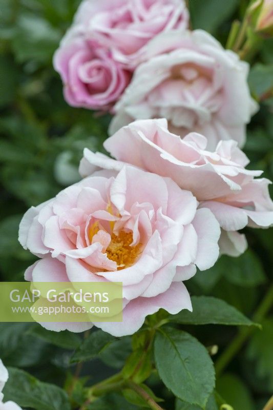 Rosa 'Oxford Physic Rose', launched by Peter Beales in 2022, a fragrant shrub rose with shell pink flowers.