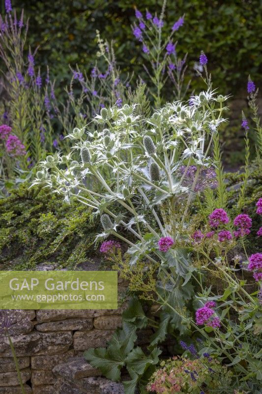 Self sown Eryngium giganteum  AGM - Miss Willmott's ghost -  with Allium cristophii, Cotoneaster horizontalis, Centranthus ruber - Valerian - and Linaria purpurea - Toadflax.