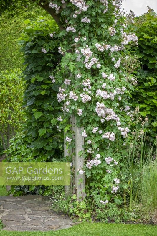 Arch covered with Rosa 'Blush Noisette'