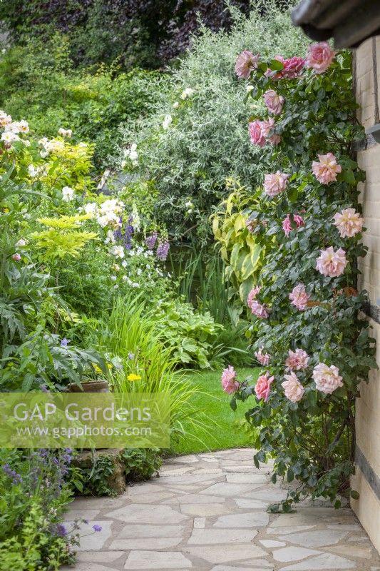 Rosa 'Compassion' trained on a corner of a cottage with small garden beyond