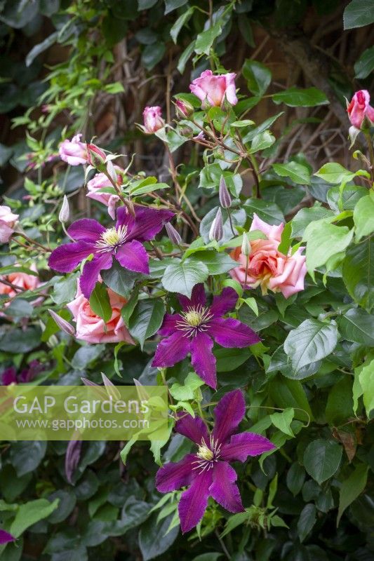 Clematis 'Niobe' with Rosa 'Compassion'
