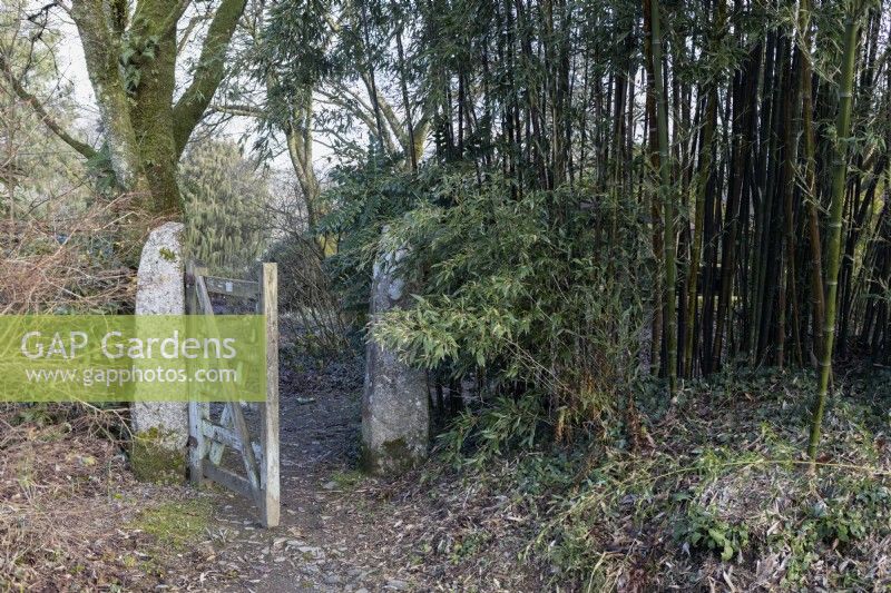 An open wooden gate with granite pillars stands next to a large clump of bamboo. The Garden House, Yelverton, Devon