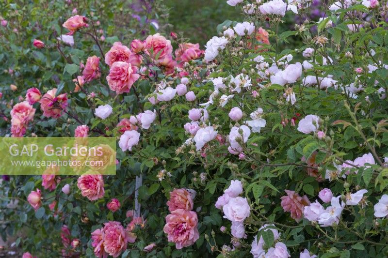 Rosa 'Clementina Carbonieri' and Rosa x macrantha 'Daisy Hill' trained along a rustic fence.
