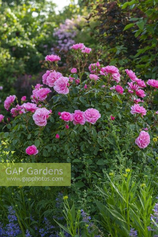 Rosa 'Bonica', a shrub rose bearing rich pink flowers from June, repeat-flowering into autumn.
