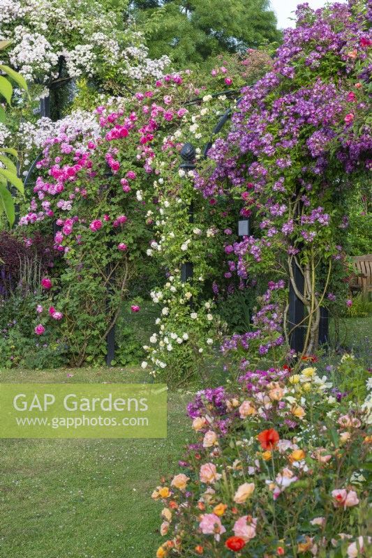 Right to left on pergola, Roses 'Veilchenblau', pink 'Sir Paul Smith ('Beapaul') and 'Karlsruhe', and 'Paul's Himalayan Musk' scrambling high on an arbour.