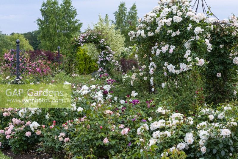 An arbour is clothed in white Rosa 'Friendship of Strangers', in a bed of Rosa 'Happy Retirement', Rosa 'Iceberg' and Rosa 'Joie de Vivre'.