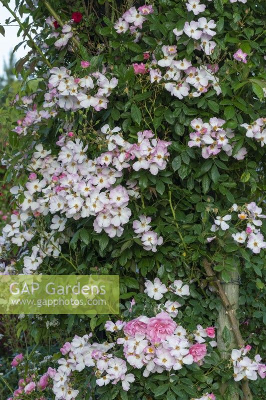 Rosa 'Francis E. Lester', a very fragrant rambling rose bearing blush white, single flowers in June.