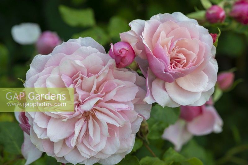 Rosa 'Our Beth', a modern shrub rose with highly fragrant double pink flowers from June.
