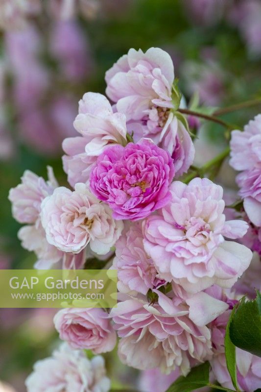 Rosa 'Rural England', a rambling rose that bears masses of soft pink flowers continuously from June through the summer.