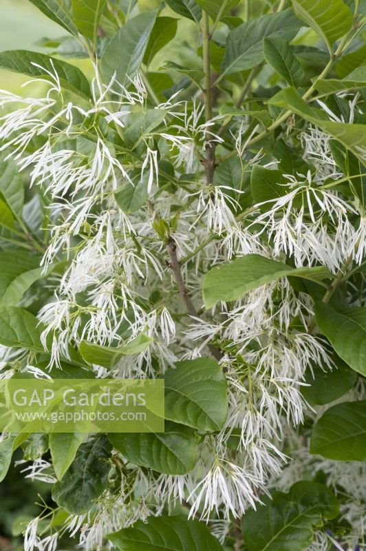 Chionanthus virginicus - Snowflake shrub