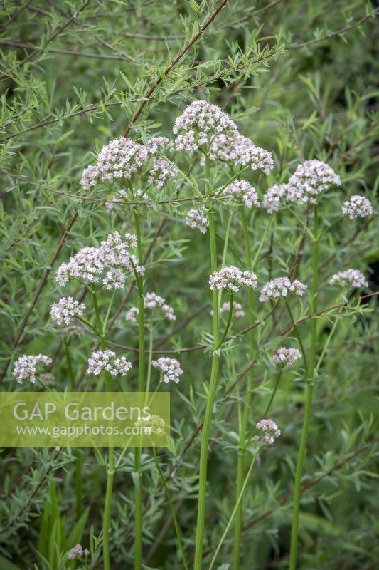 Valeriana officinalis - Common valerian, Herb bennet