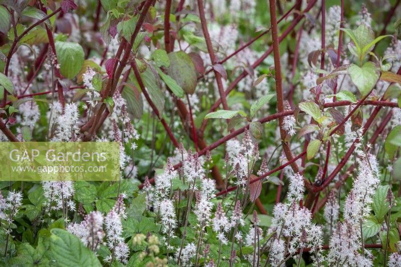 Tiarella 'Spring Symphony' AGM - Foam flower - planted arund the base of Cornus alba 'Sibirica' - Siberian dogwood
