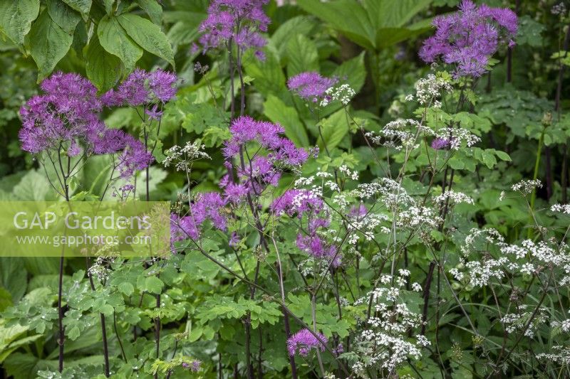 Anthriscus sylvestris 'Ravenswing' - Cow parsley - with Thalictrum 'Black Stockings' - Meadow rue