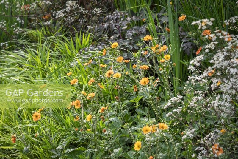 Geum 'Totally Tangerine' syn. Geum 'Tim's Tangerine' - Avens - with Anthriscus sylvestris 'Ravenswing' - Cow parsley