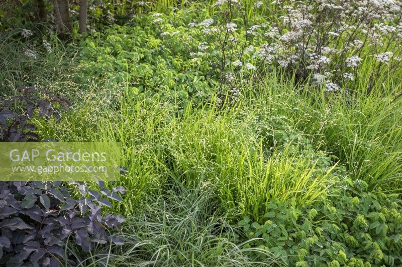 Melica altissima 'Alba' - Siberian melic - with Anthriscus sylvestris 'Ravenswing' - Cow parsley - and the young foliage of Angelica sylvestris 'Ebony'