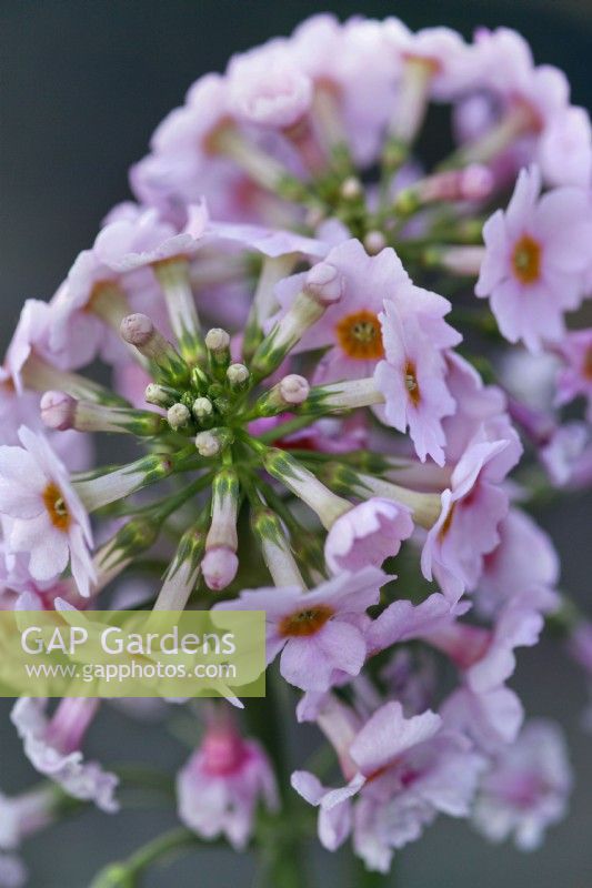 Primula japonica 'Apple Blossom', Japanese primrose 'Apple Blossom'