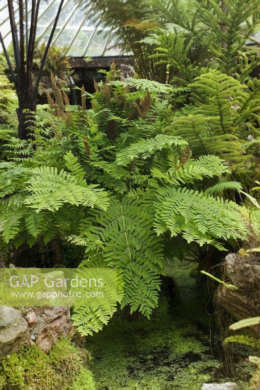 Osmunda regalis 'Purpurascens', Royal fern growing in Ascog Victorian Fernery, Isle of Bute, Scotland