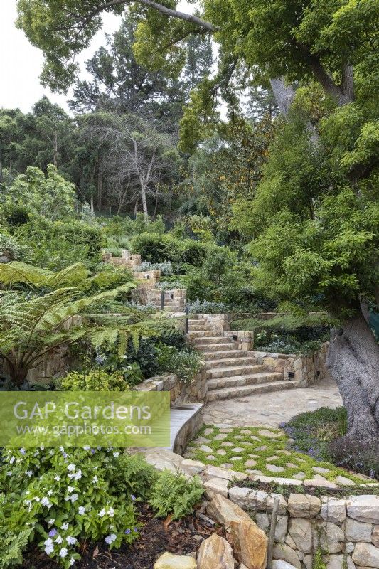 View of stone steps leading to seating area next to camphor tree on lower garden terrace with Cyathea australis and Brunfelsia Floribunda in the foreground