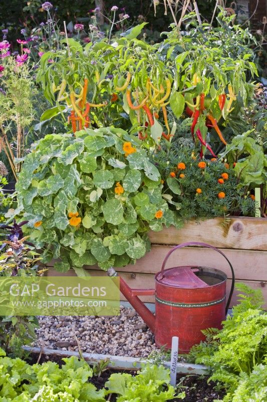 Watering can by raised bed with nasturtium, French marigold and peppers.