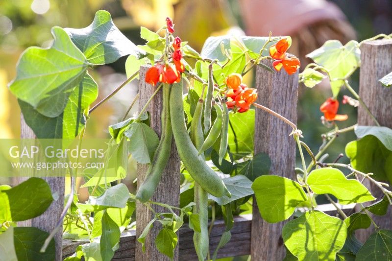 Phaseolus coccineus - Runner Bean with flowers and pods climbing up wooden fence.