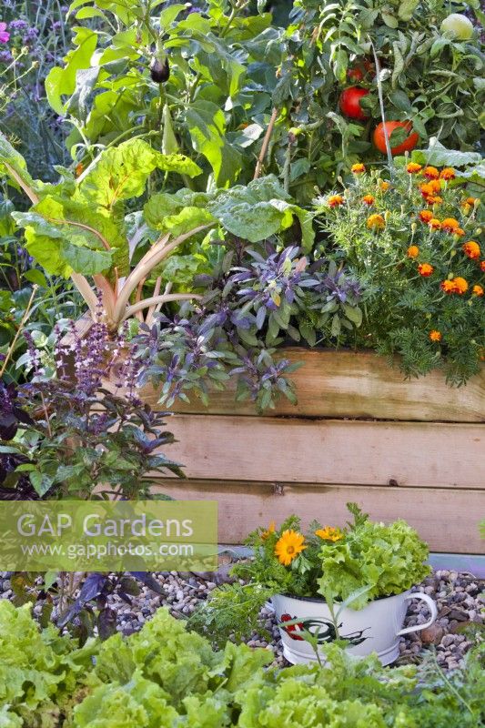 Colander of harvested vegetables and raised beds with lettuce, purple basil, Swiss chard, purple sage, French marigold, tomato and aubergine.