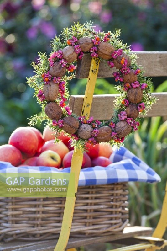 Woven basket with apples and wreath made from walnuts, spindle and common juniper.