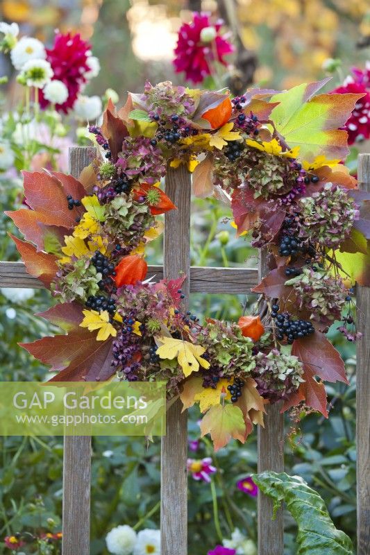 Wreath made of hydrangea flowers, chinese lanterns and Boston ivy hanging on fence.