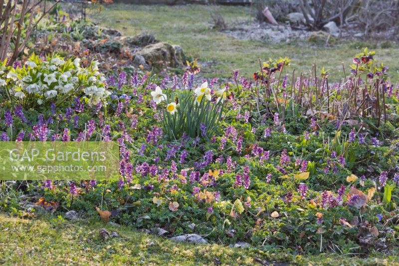 Early spring border with Narcissus, Helleborus x hybridus, Anemone and Corydalis solida