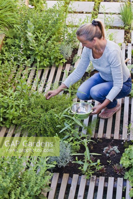 Woman picking savory from herb bed.