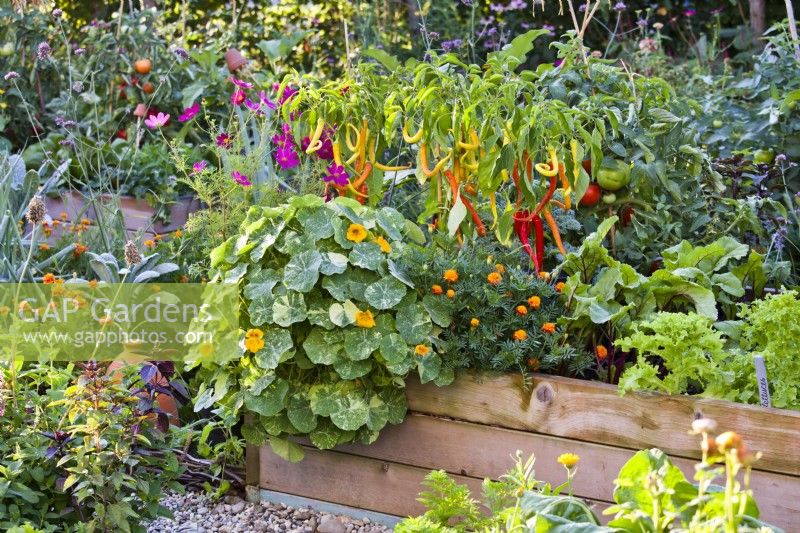 Raised bed with nasturtium ' Jewel of Africa, French marigold, beetroot, lettuce, tomatoes and peppers.