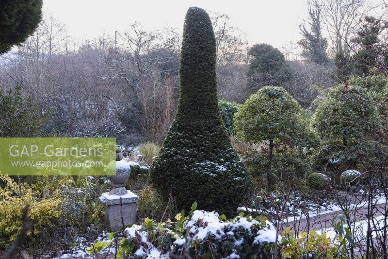 The Box Garden with clipped yew and other evergreens at Lower House in December.