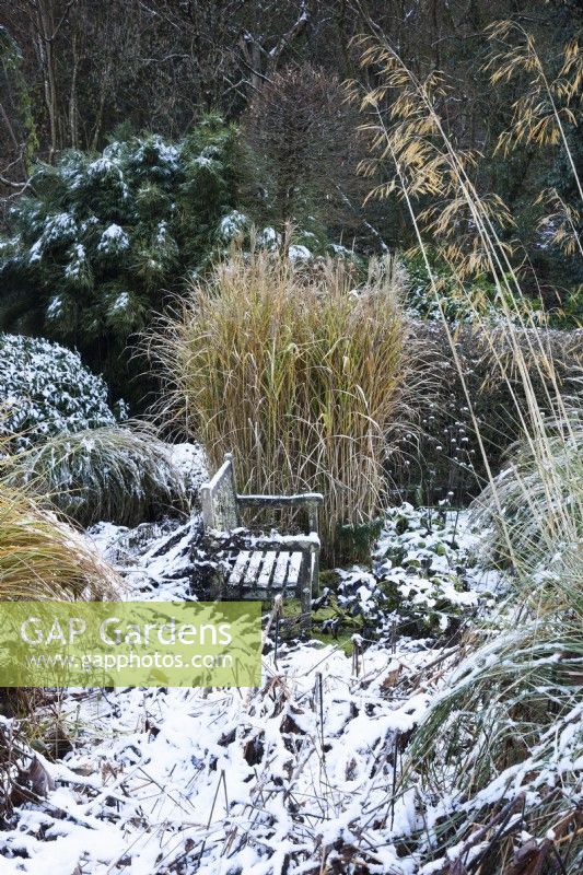 Bench surrounded by ornamental grasses in a snowy garden in December.