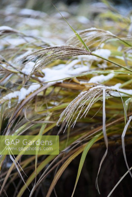 Miscanthus flowerheads with a dusting of snow in December.
