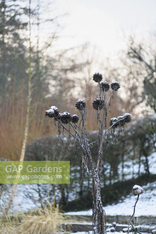 Artichoke seedheads with snow in December.