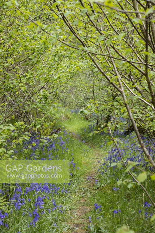 Woodland path with Bluebells. Hyacinthoides non-scripta. May. 