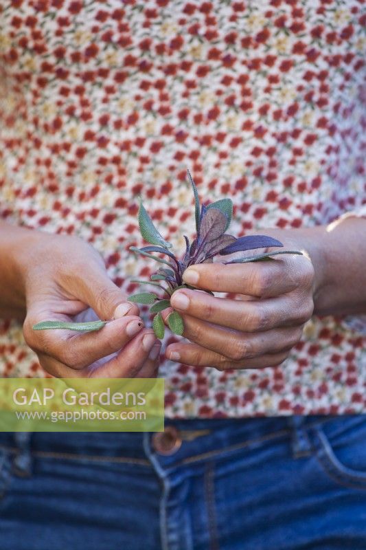 Propagating Salvia officinalis 'Purpurascens - purple sage with cuttings - removing lower leaves for better rooting.