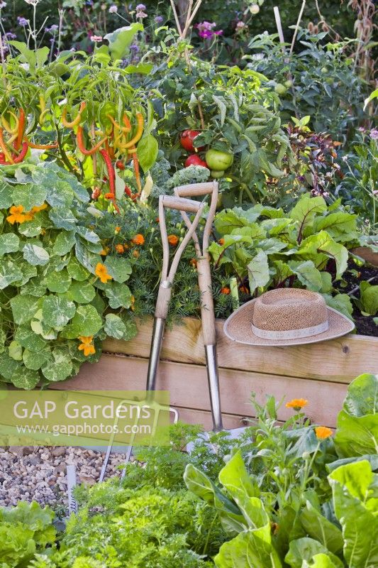 Raised bed with nasturtium, French marigold, peppers, tomatoes and beetroot.