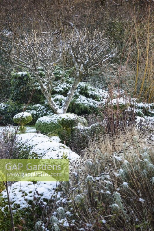 An old apple tree amongst mounds of clipped box dusted with snow in a garden in December.