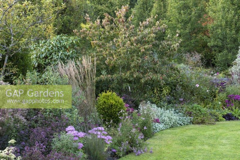 A strawberry tree, Arbutus unedo, sits at the back of the border, edged in sedums, hardy geraniums, achilleas, oregano and ballotta.