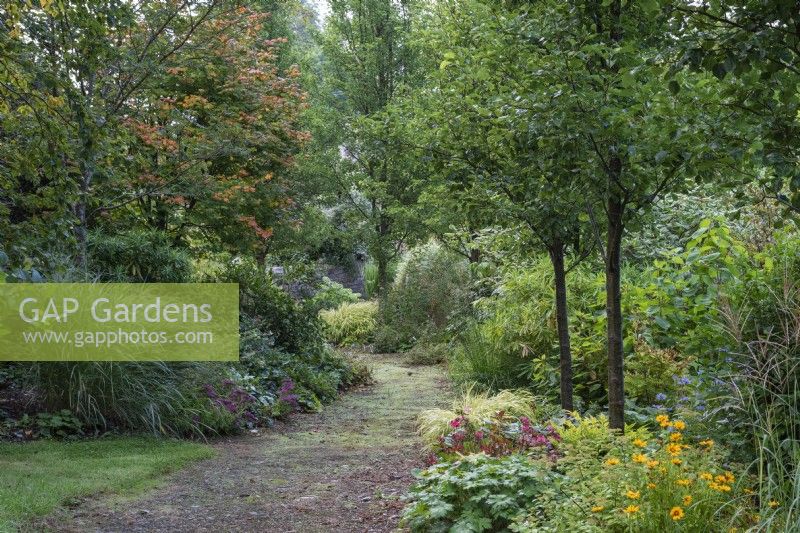 A path leads through woodland and a line of ornamental pears, Pyrus calleryana 'Chanticleer', set into a border of perennials and ornamental grasses.