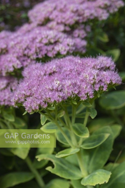 Hylotelephium spectabile 'Brilliant', ice plant or sedum, a succulent perennial with large flat flower heads made up from scores of tiny pink star-shaped flowers from August into autumn.