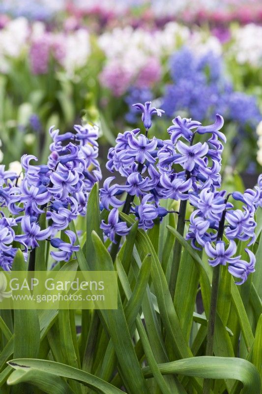 Hyacinthus orientalis 'Dr Stressemann', a fragrant oriental hyacinth with light blue flowers borne in March and April.