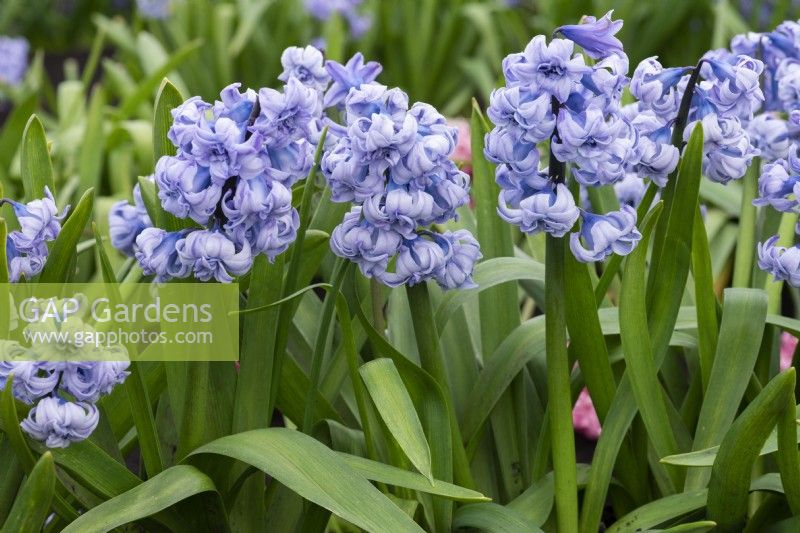 Hyacinthus orientalis 'General Kohler', a lavender blue heirloom hyacinth introduced in 1878, flowering in March and April.