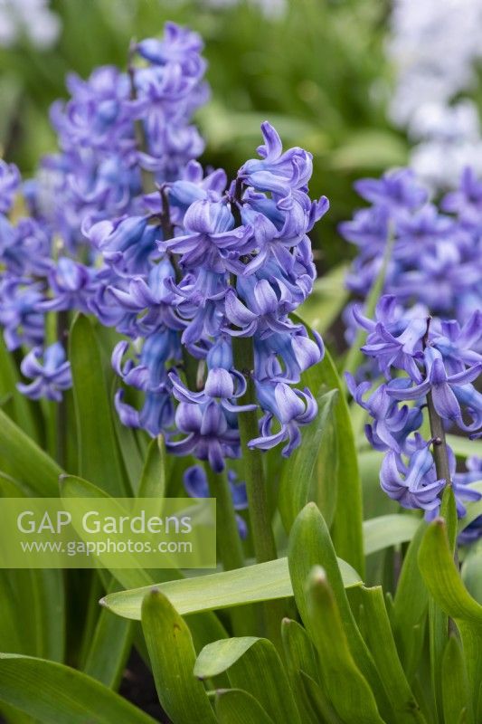 Hyacinthus orientalis 'Dr Lieber', a fragrant oriental hyacinth with mid blue flowers borne in March and April.
