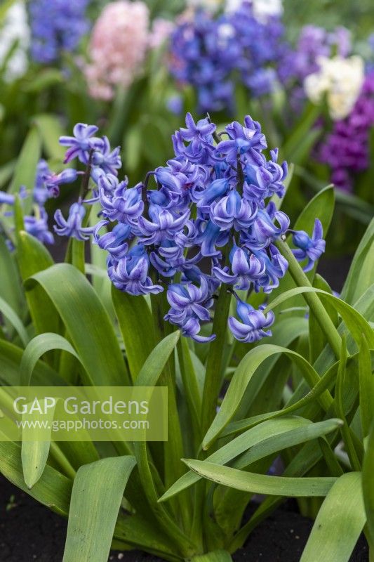 Hyacinthus orientalis 'Delft Blue' bears spikes of soft mid-blue flowers in March and April.