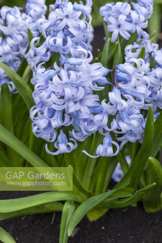 Hyacinthus orientalis 'Queen of the Blues', dates back to 1870s, a fragrant hyacinth with soft blue flowers borne in March and April.